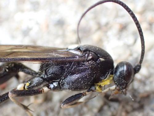 Réf. 235 362 : Amblyjoppa proteus